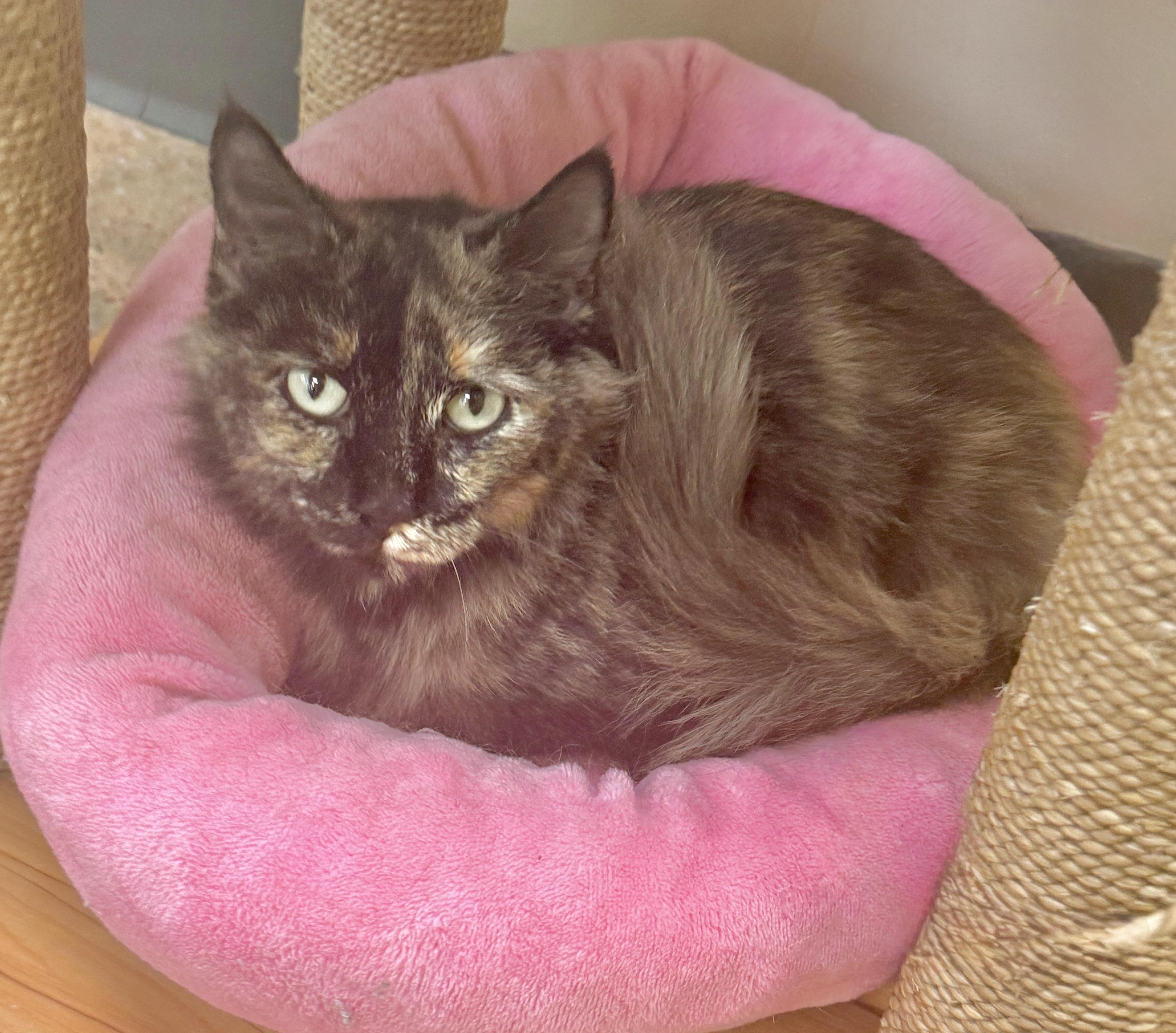 Xena (Pretty Woman, walking down…), an adopted mixed breed in Houston, TX image 5/6