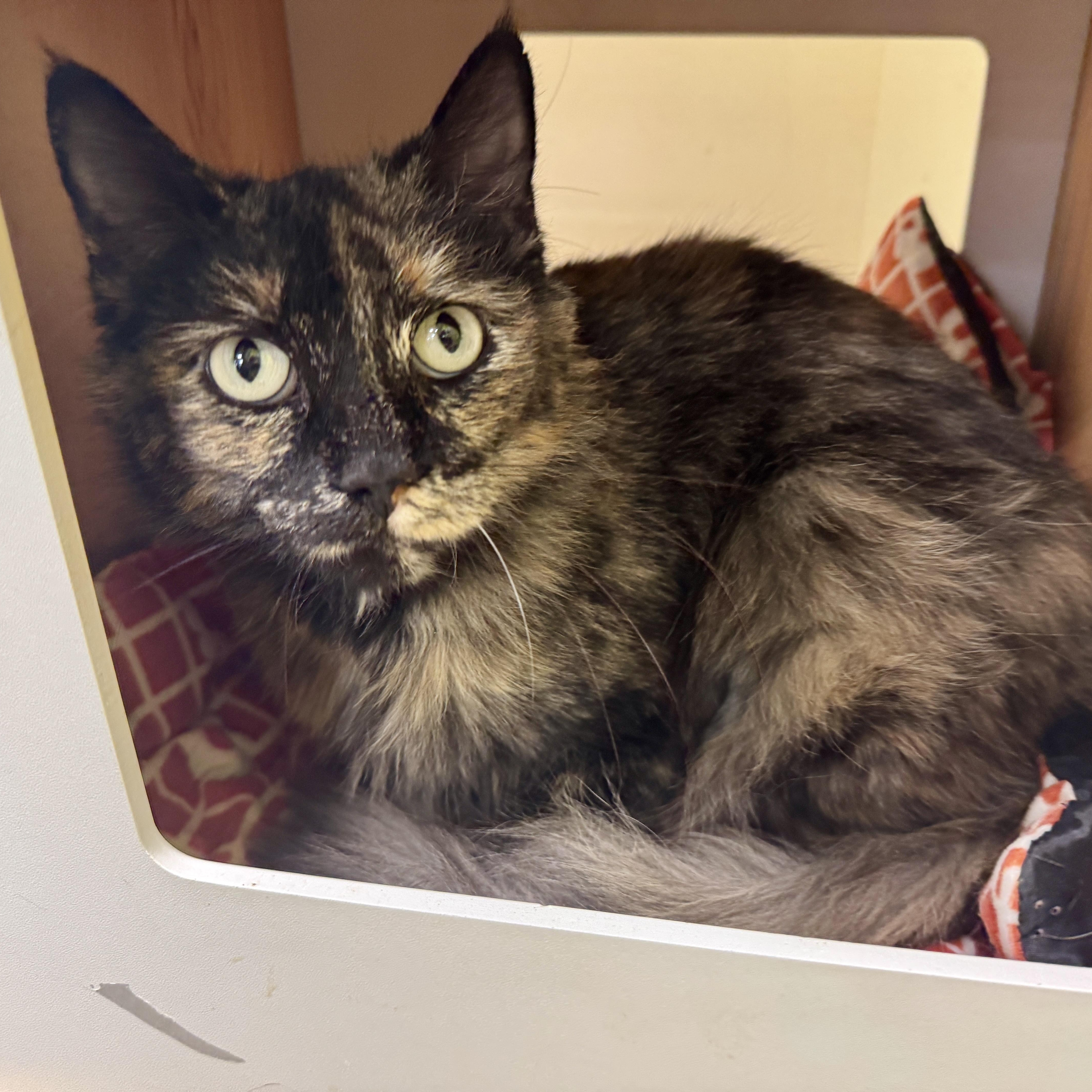 Xena (Pretty Woman, walking down…), an adopted mixed breed in Houston, TX image 6/6