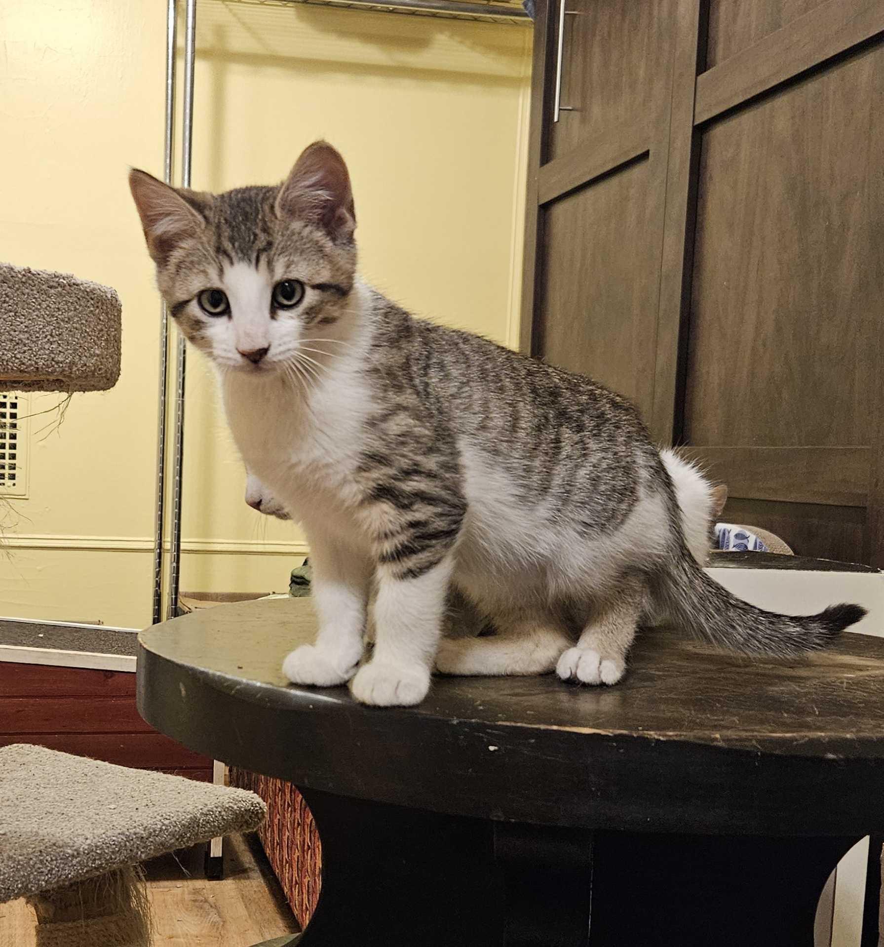 Jujube, ADOPTABLE, Kitten Male Domestic Short Hair.