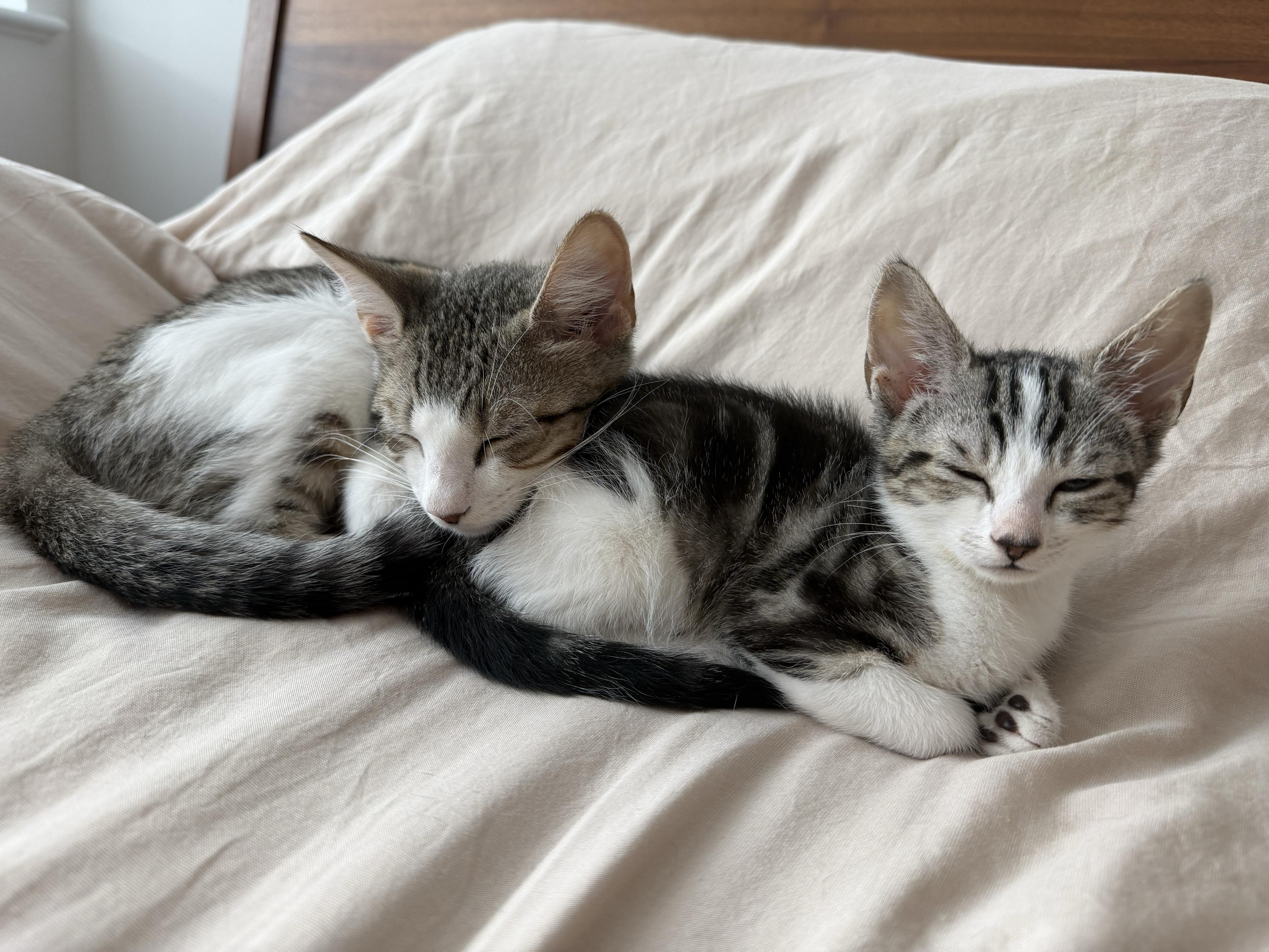 Jujube (Bonded to Jollybee), a ADOPTABLE Domestic Short Hair in Long Island City, NY image 3/6