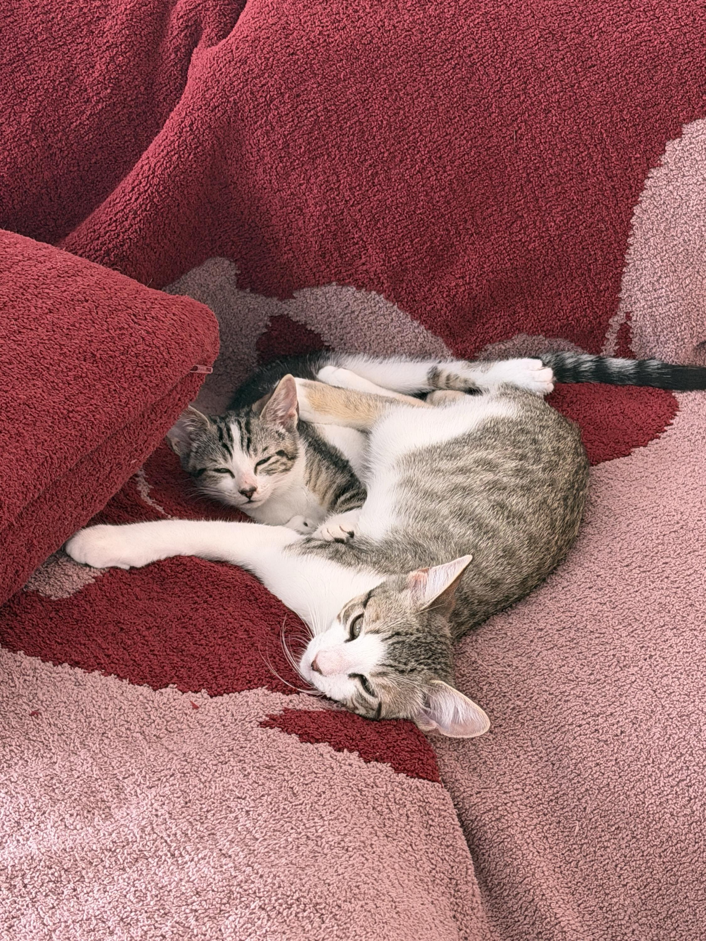 Jujube (Bonded to Jollybee), a ADOPTABLE Domestic Short Hair in Long Island City, NY image 2/6