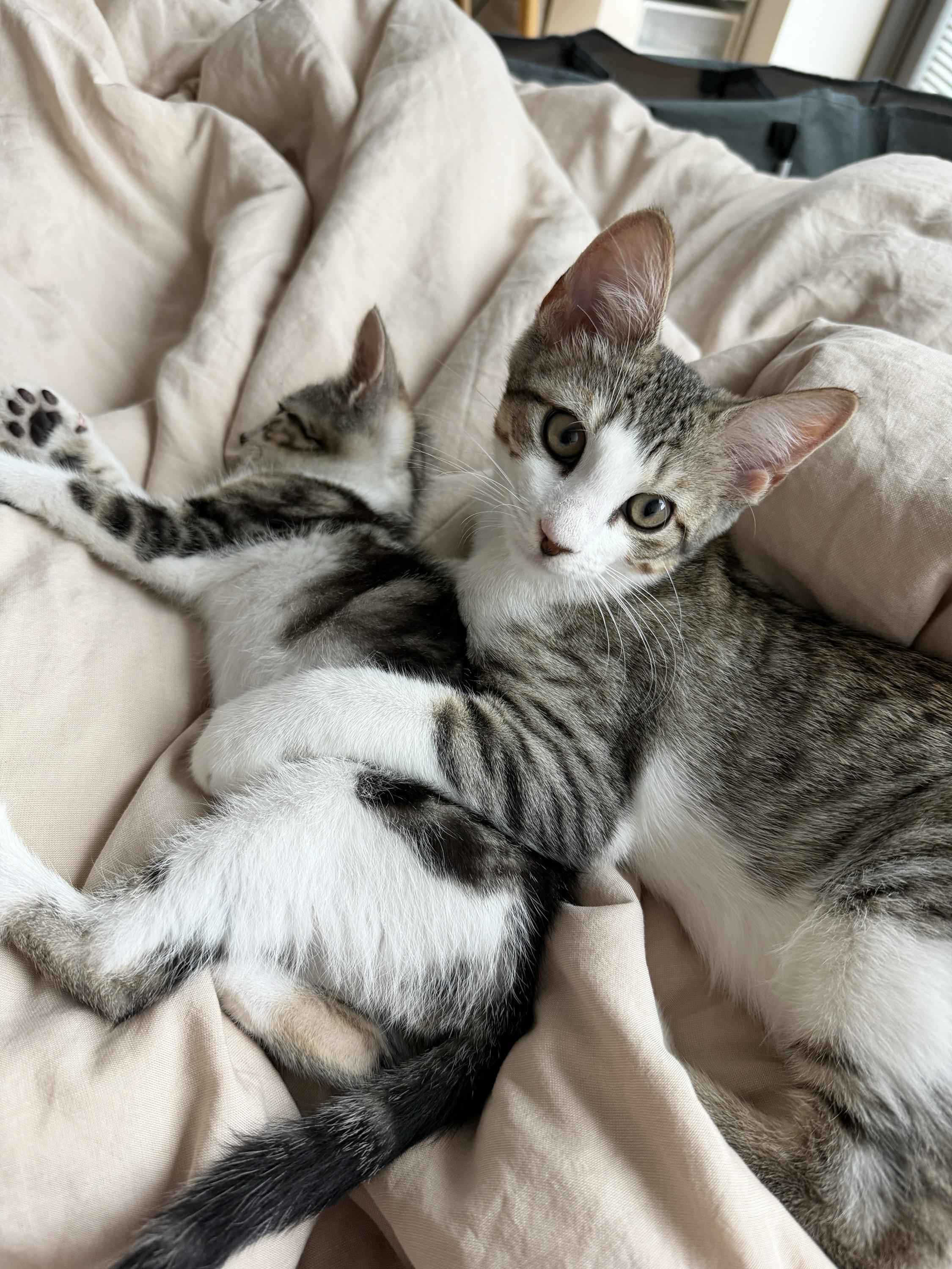 Jujube (Bonded to Jollybee), a ADOPTABLE Domestic Short Hair in Long Island City, NY image 4/6
