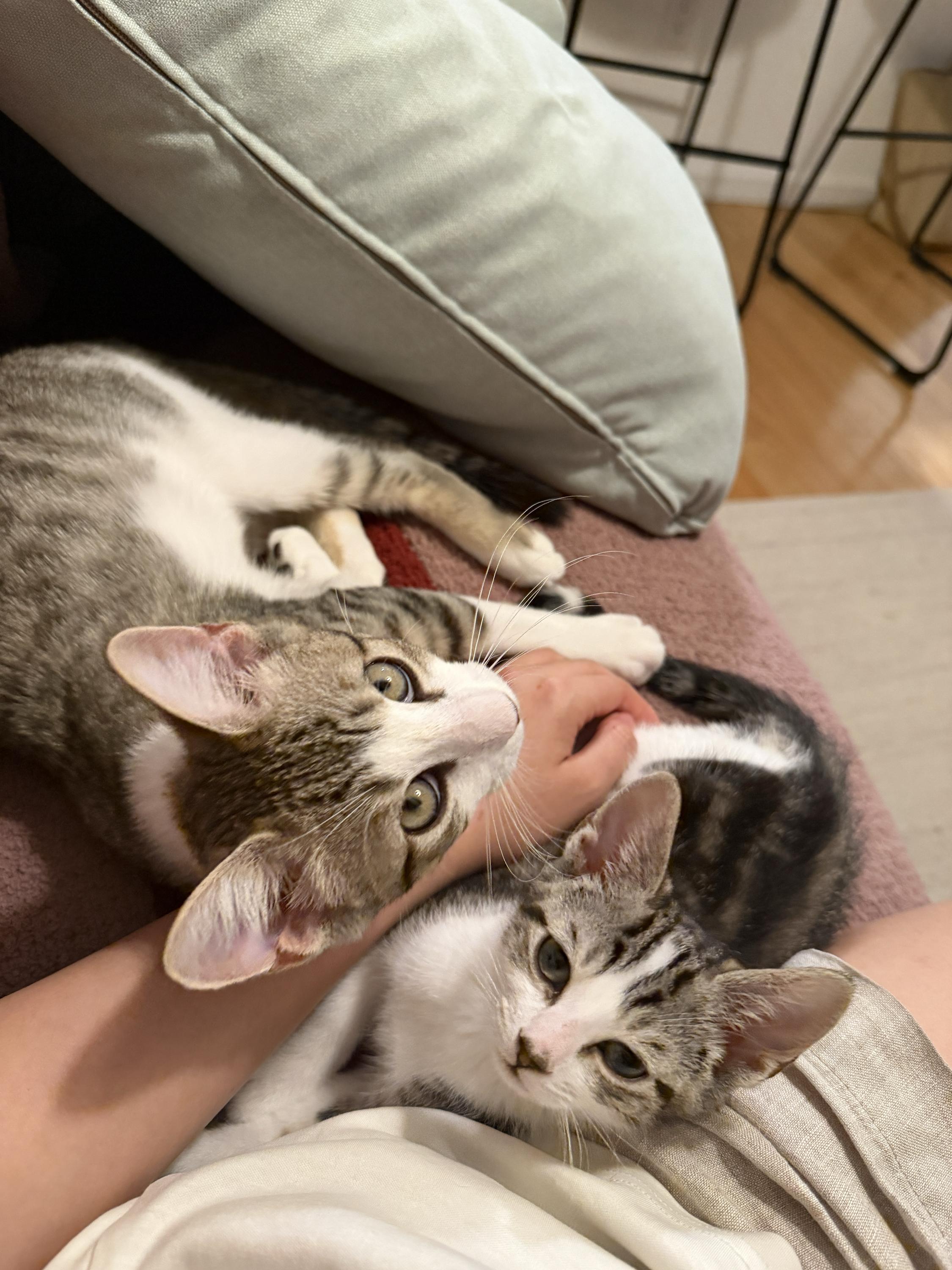 Jujube (Bonded to Jollybee), a ADOPTABLE Domestic Short Hair in Long Island City, NY image 5/6