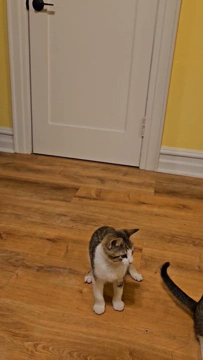 Enlarge Jujube, a ADOPTABLE Domestic Short Hair in Long Island City, NY video 2/2