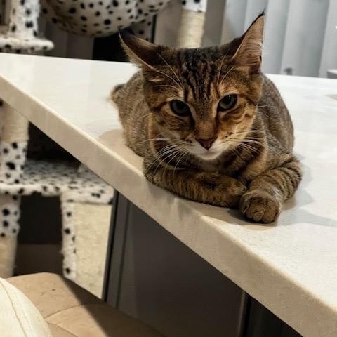 Jasmine, an adoptable Domestic Short Hair in Lauderhill, FL image 4/5