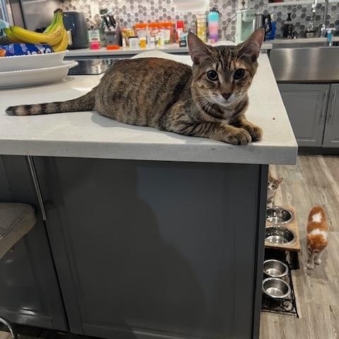 Jasmine, an adoptable Domestic Short Hair in Lauderhill, FL image 2/5