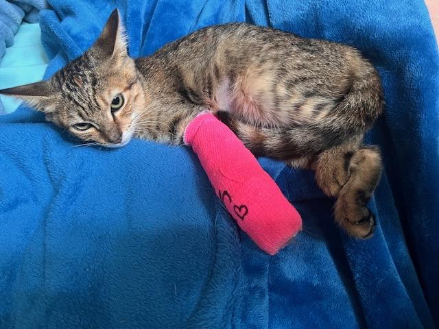 Jasmine, an adoptable Domestic Short Hair in Lauderhill, FL image 3/5