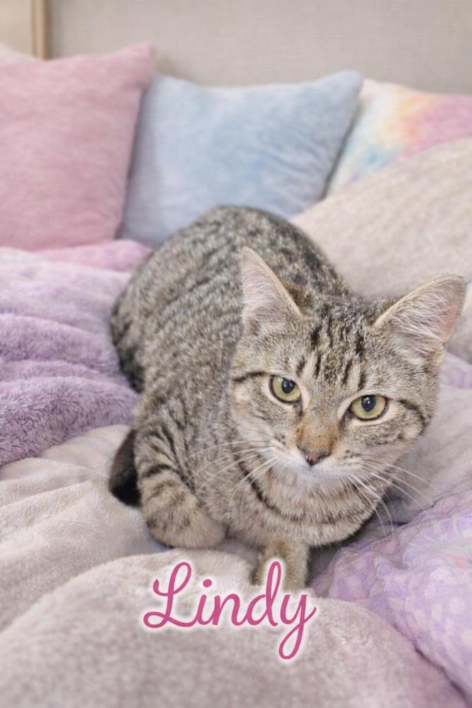 Lindy, Adoptable, Kitten Female Tabby.