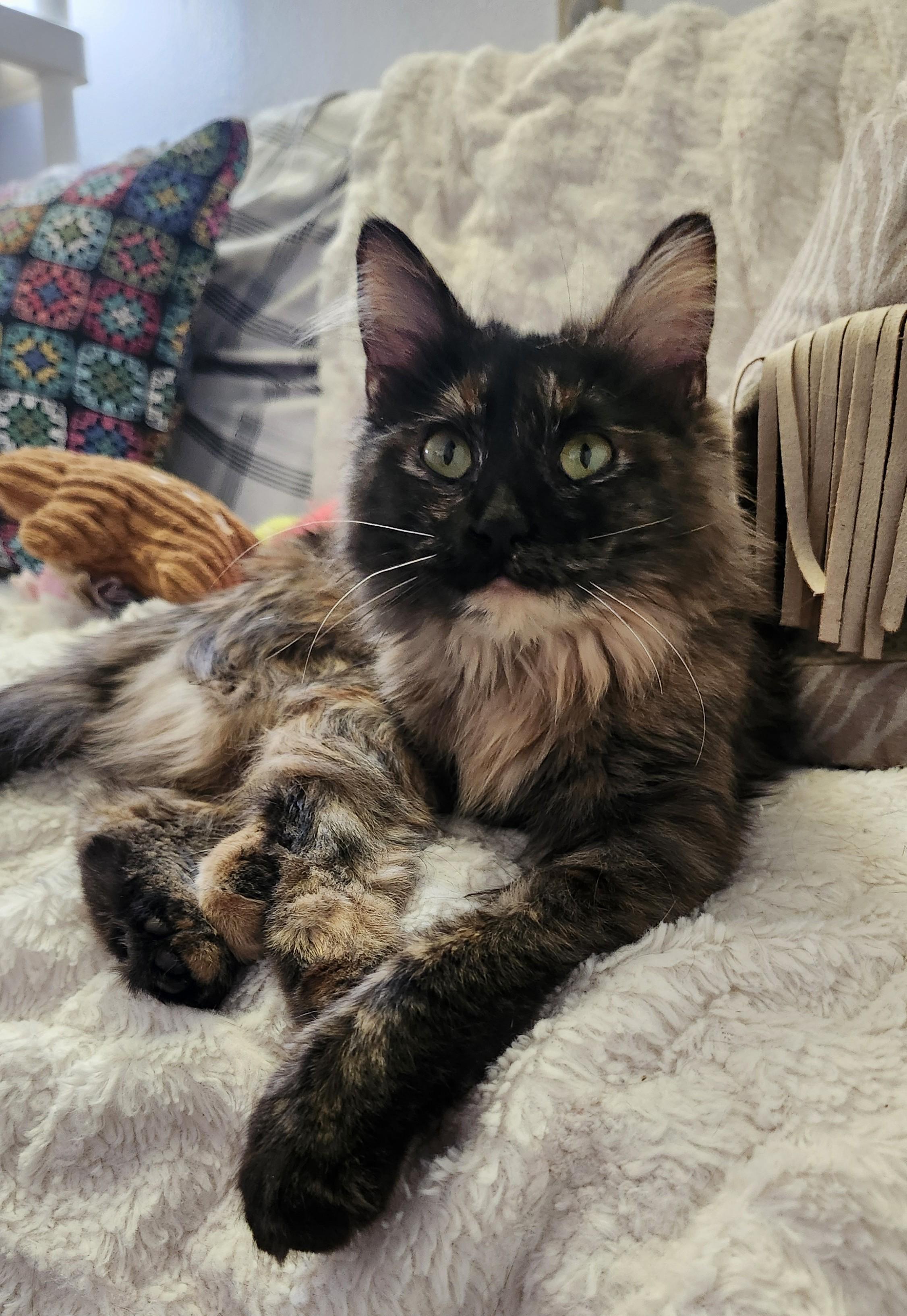 Harmony, adoptable, Young Female Tortoiseshell.