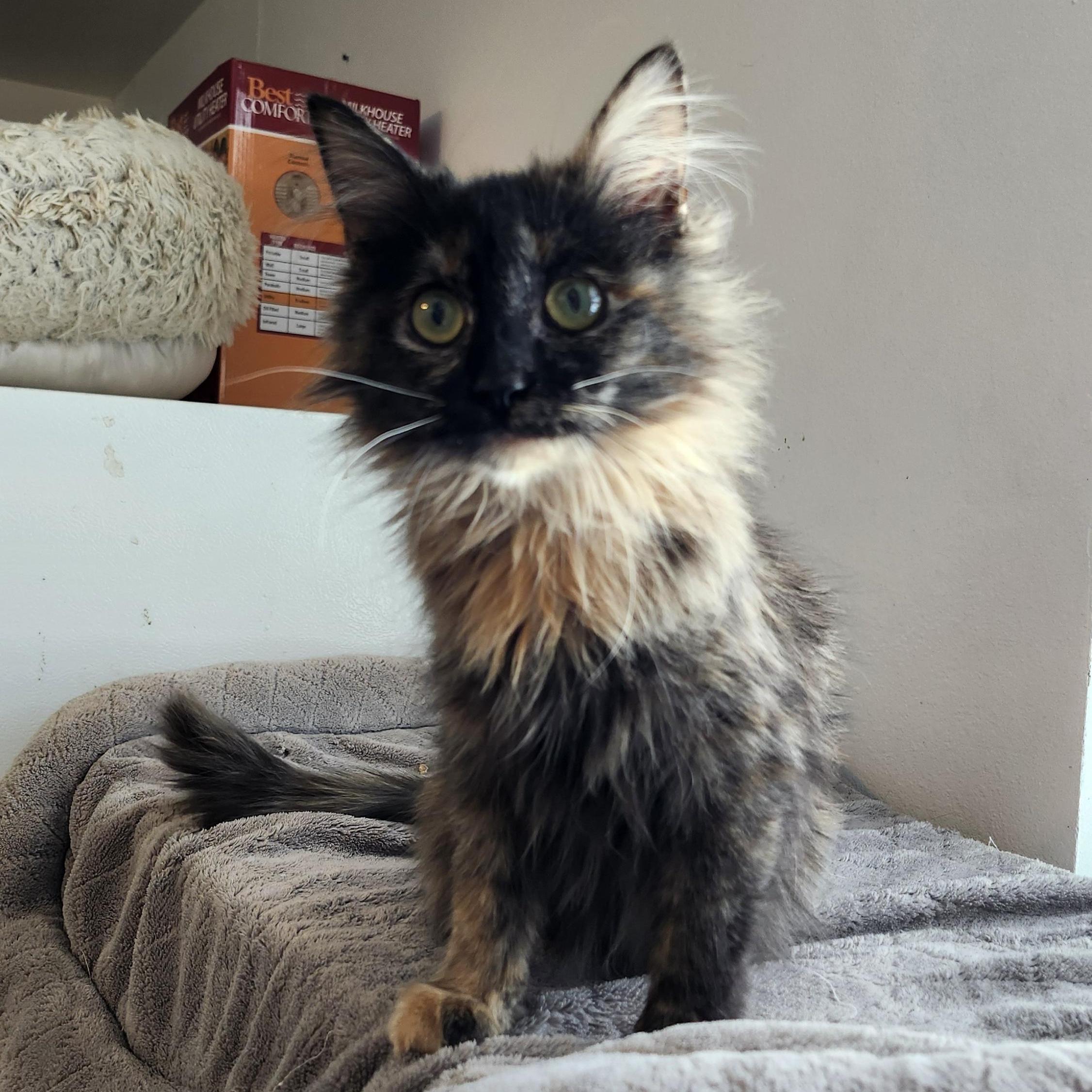 Harmony, an adoptable Tortoiseshell in Tahlequah, OK image 2/2
