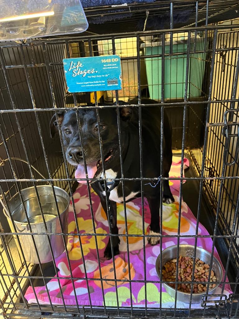 Desma, Adoptable, Adult Female Terrier.