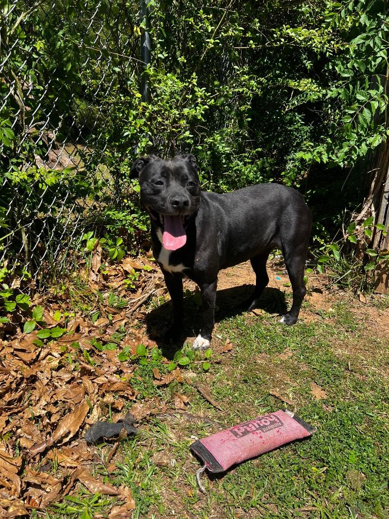 Desma, a Adoptable mixed breed in Winnsboro, SC image 5/5