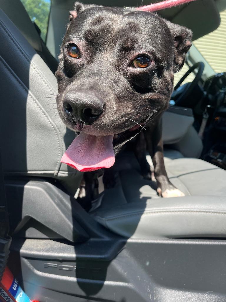 Desma, Adoptable, Adult Female Terrier.