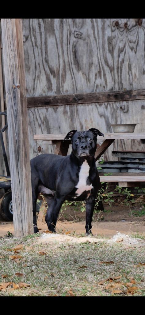 Desma, a Adoptable mixed breed in Winnsboro, SC image 3/5