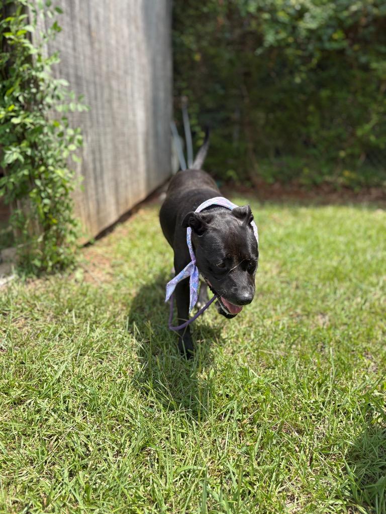Desma, a Adoptable mixed breed in Winnsboro, SC image 4/5