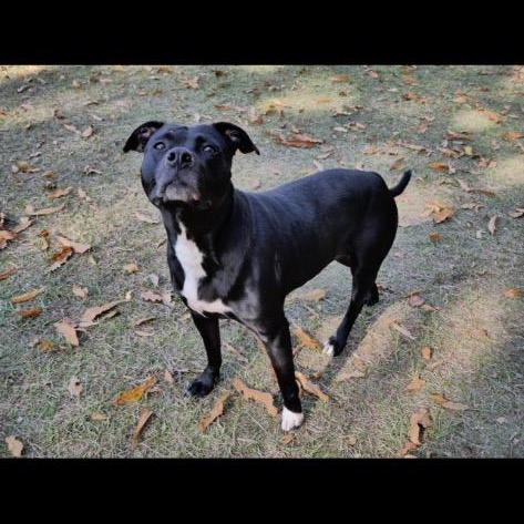Desma, a Adoptable mixed breed in Winnsboro, SC image 2/5