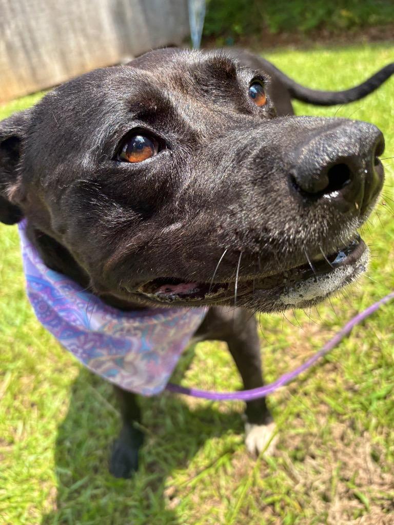 Desma, a Adoptable mixed breed in Winnsboro, SC image 1/5