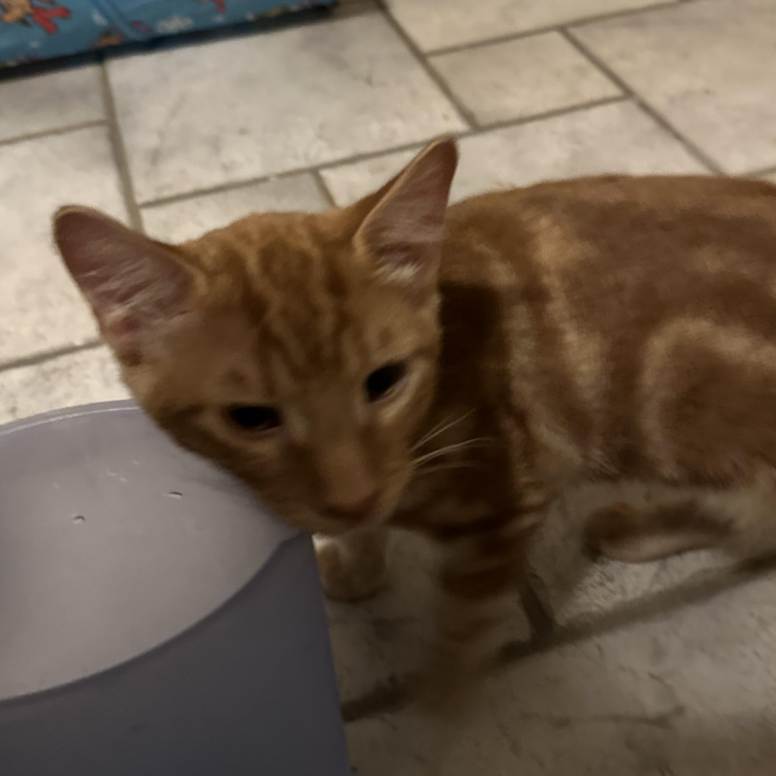 Enlarge Wallace, an adopted Domestic Short Hair in Tuttle, OK image 2/3