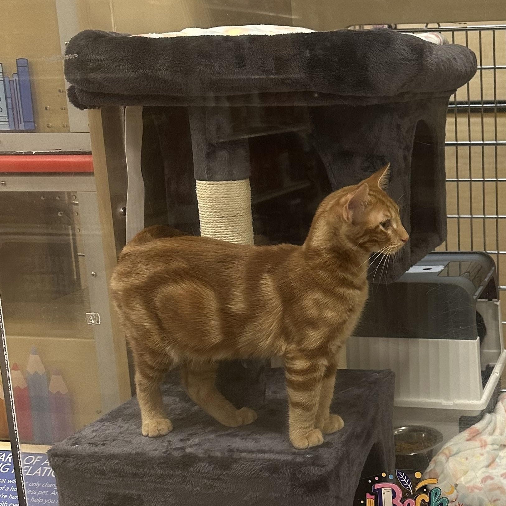 Wallace, adopted, Young Male Domestic Short Hair.