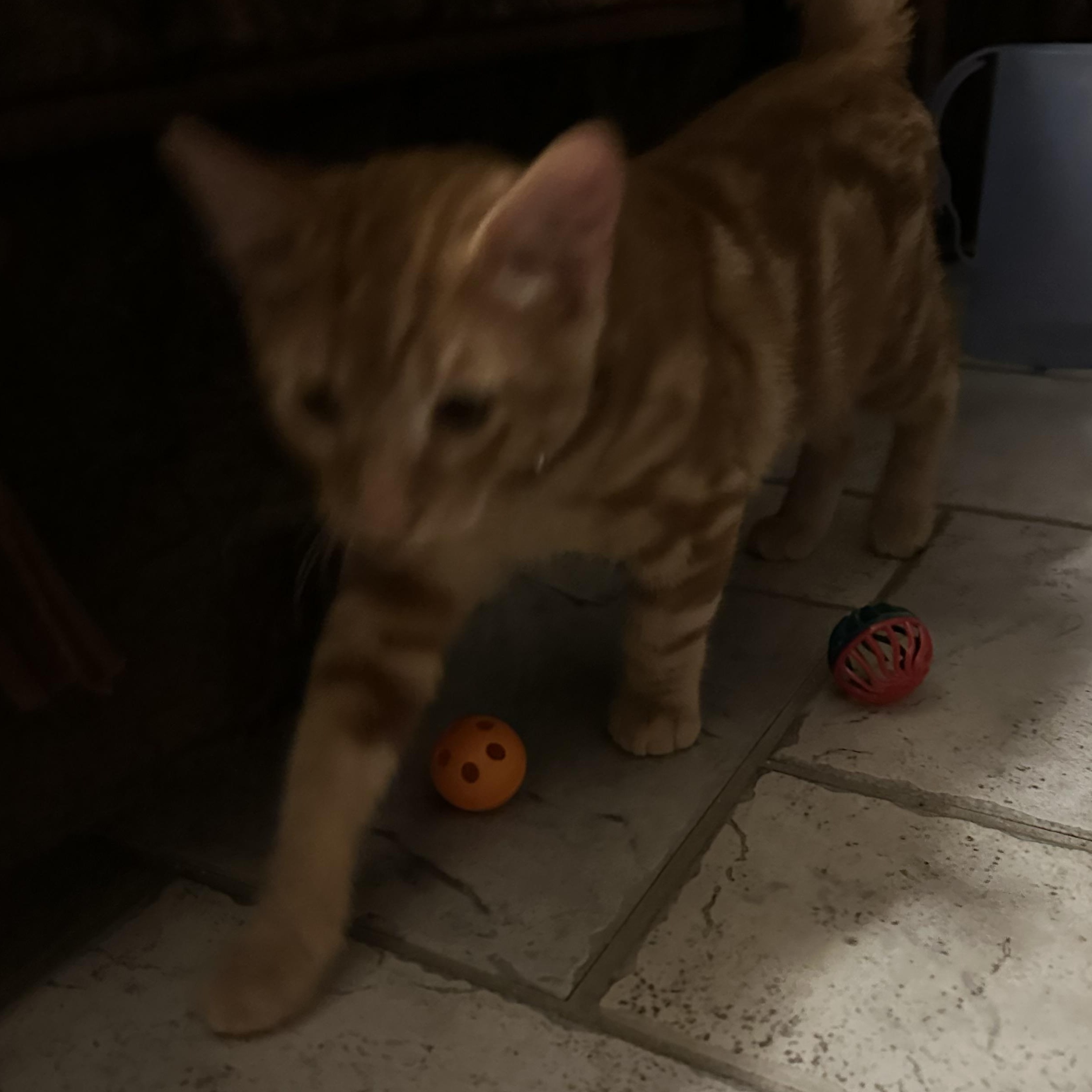 Enlarge Wallace, an adopted Domestic Short Hair in Tuttle, OK image 3/3