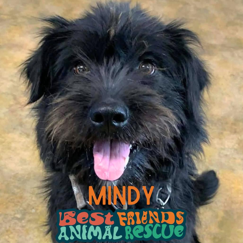 Mindy, a Adoptable Standard Poodle in Wasilla, AK image 1/2