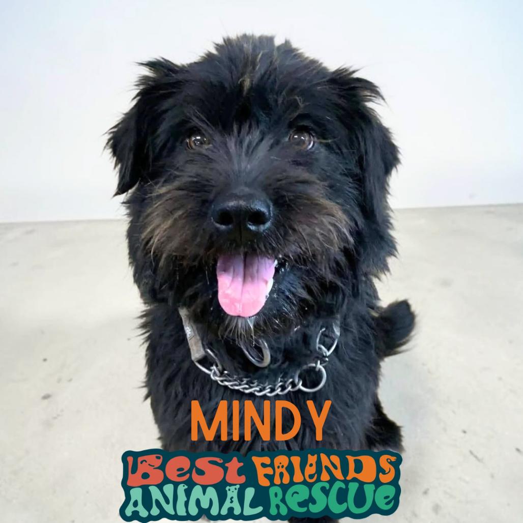 Mindy, a Adoptable Standard Poodle in Wasilla, AK image 2/2