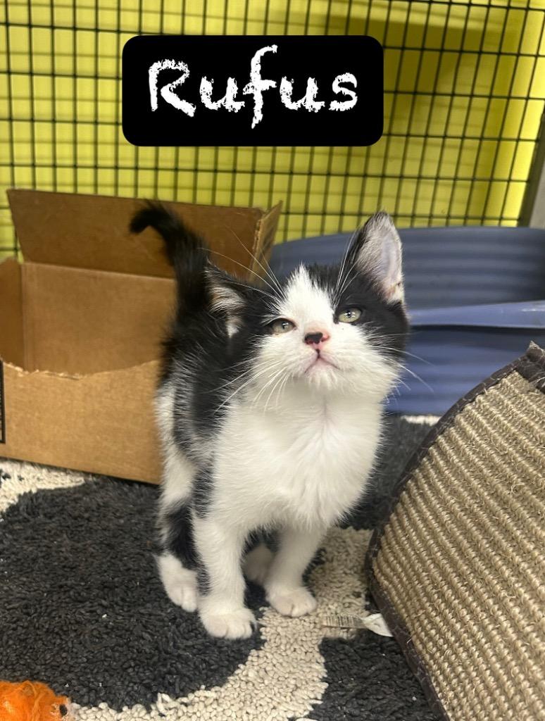 Rufus, Adoptable, Kitten Male Domestic Short Hair.