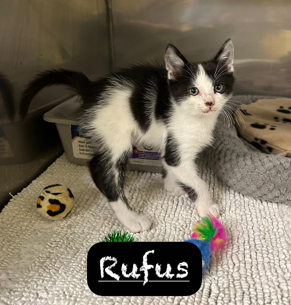Rufus, a Adoptable mixed breed in Maumelle, AR image 2/3