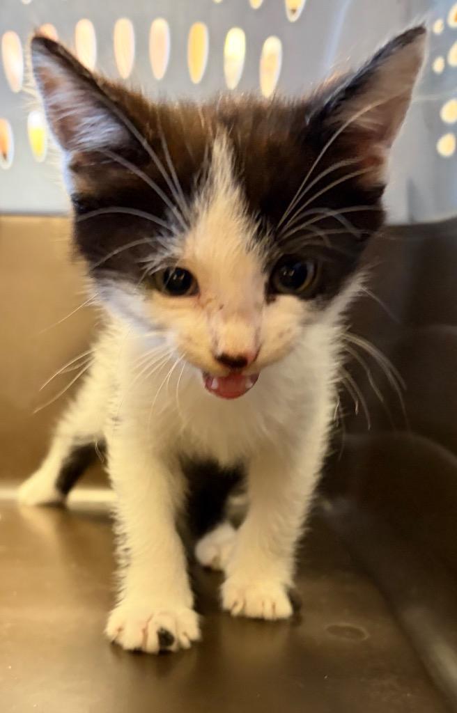 Rufus, a Adoptable mixed breed in Maumelle, AR image 3/3