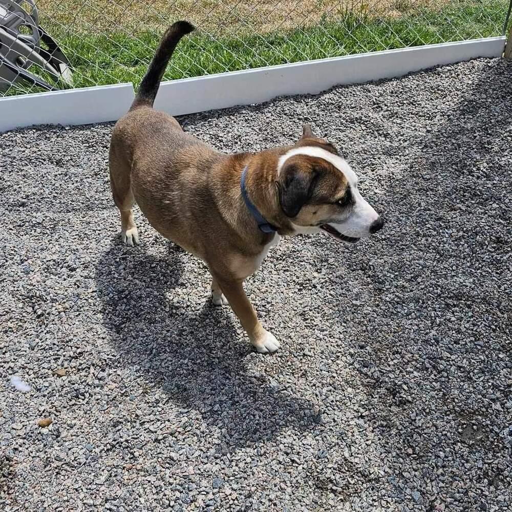 Cabela nka Belle, Adoptable, Young Female Hound.