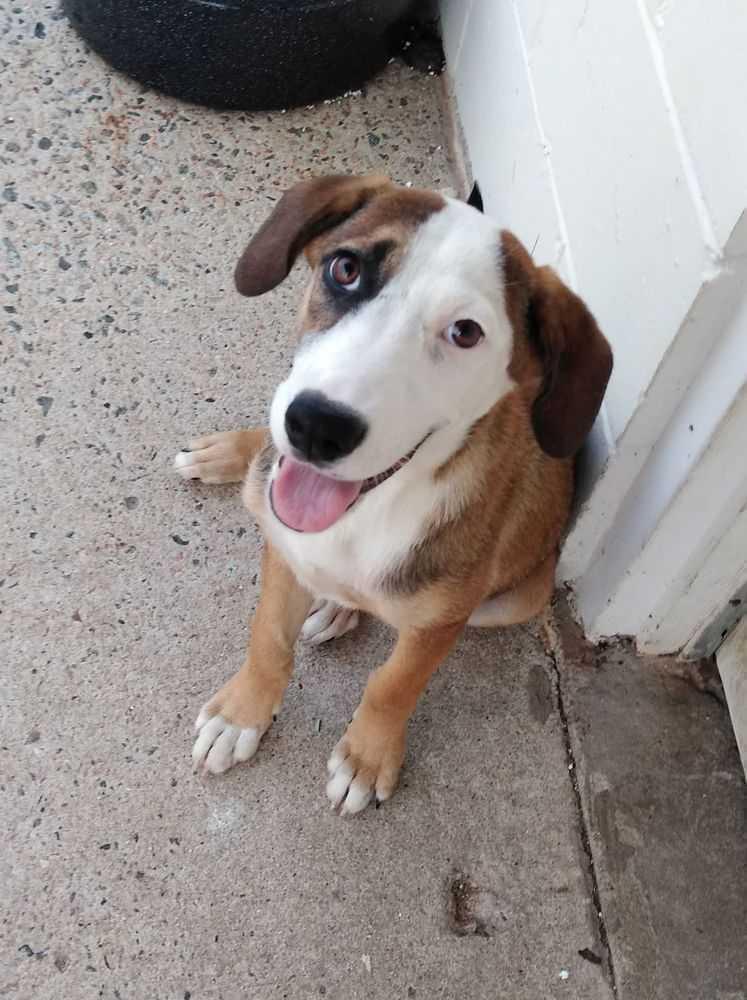 Enlarge Cabela nka Belle, a Adoptable mixed breed in Roanoke Rapids, NC image 3/3