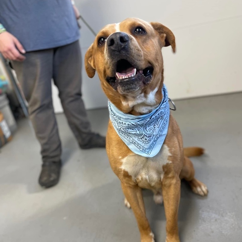 Dog for adoption Dexter, a Saint Bernard Mix in Zanesville, OH