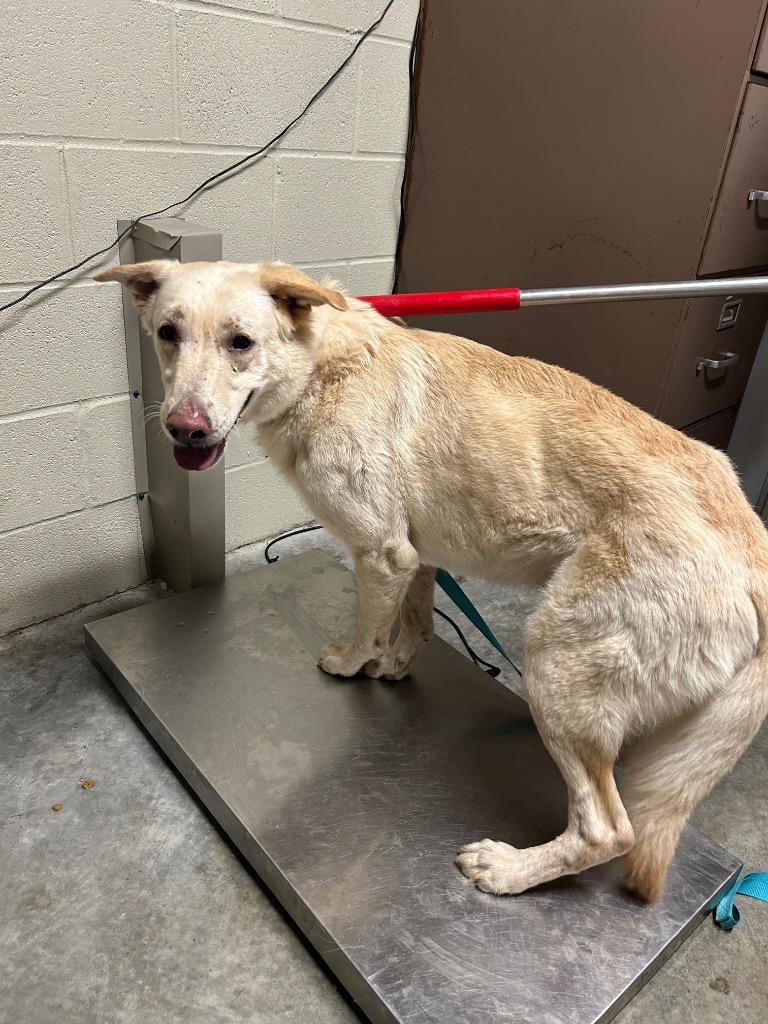 Sierra, Adoptable, Adult Female Shepherd.