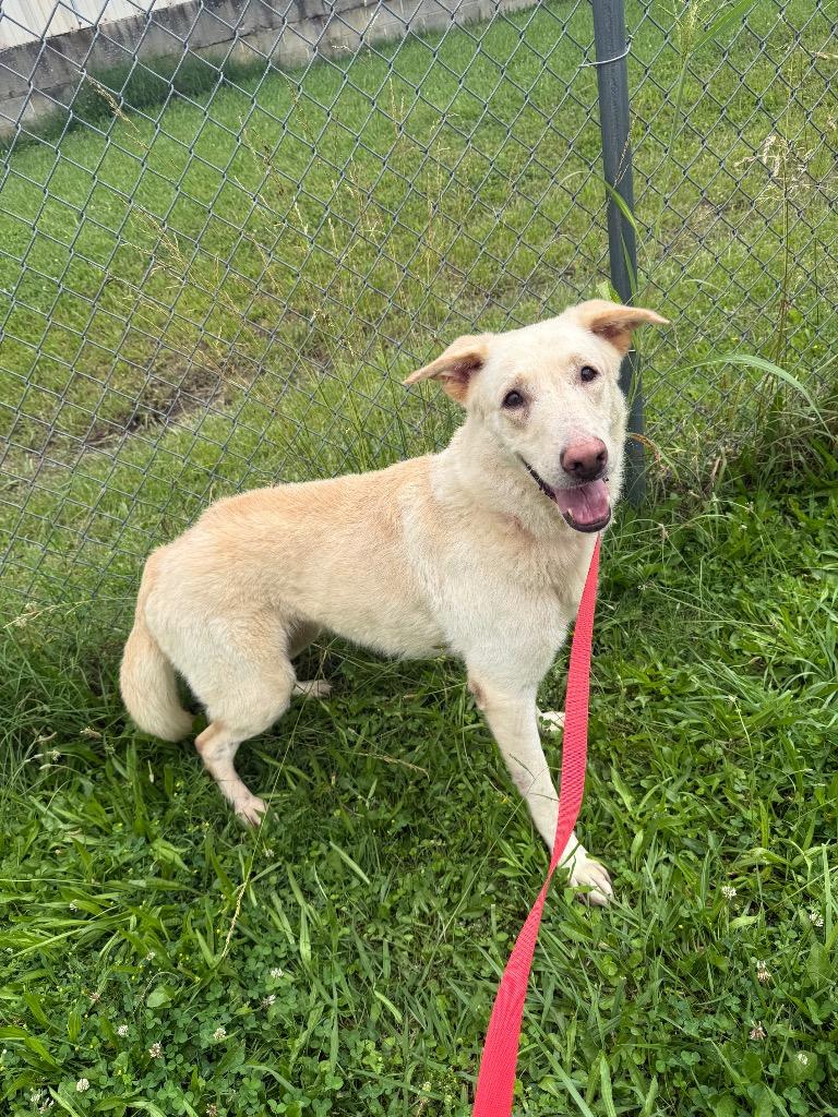 Sierra, Adoptable, Adult Female Shepherd.