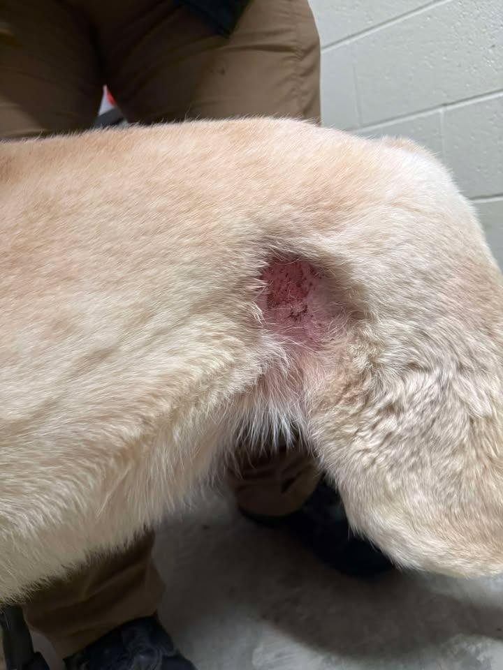 Sierra, Adoptable, Adult Female Shepherd.