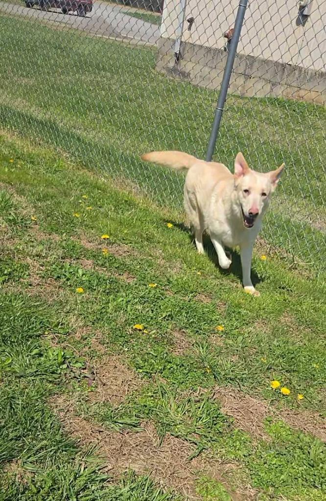 Enlarge Sierra, a Adoptable Shepherd in Shelbyville, TN image 2/4