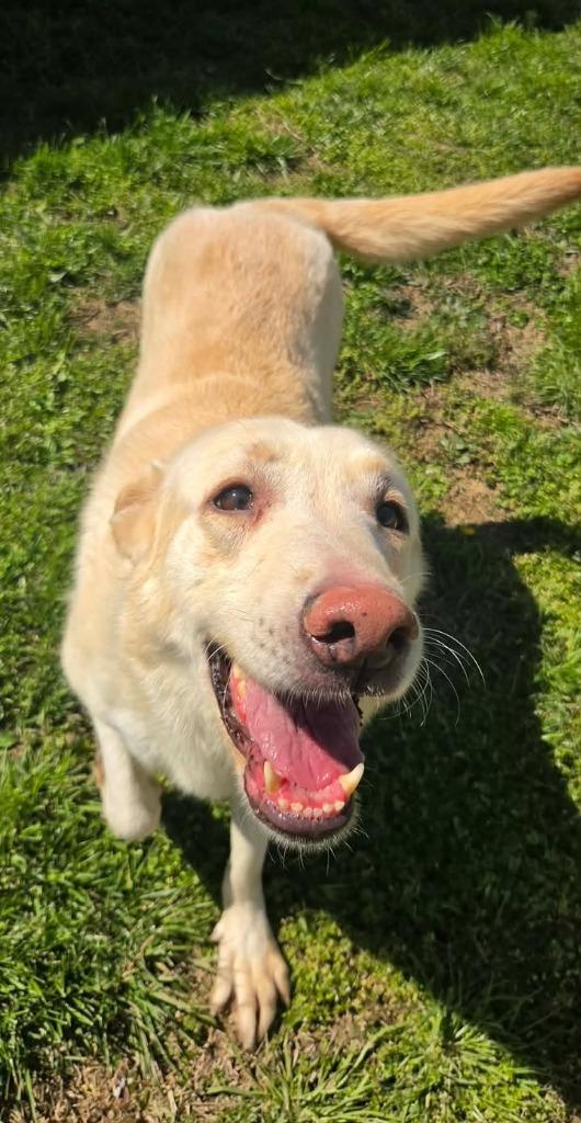 Enlarge Sierra, a Adoptable Shepherd in Shelbyville, TN image 3/4