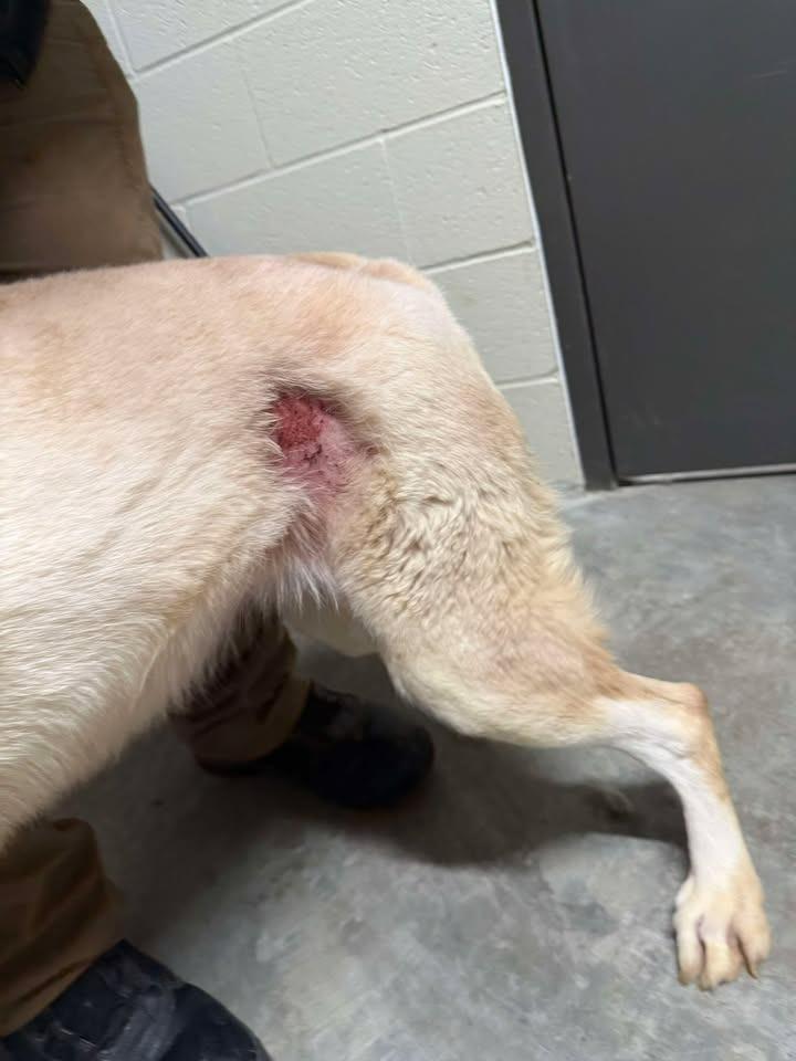 Sierra, a Adoptable Shepherd in Shelbyville, TN image 3/4