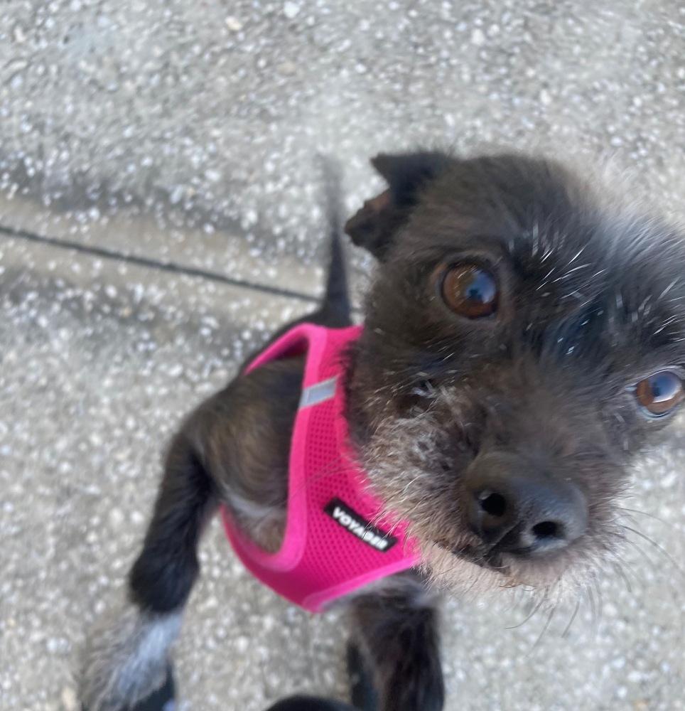 Lulu, Adoptable, Young Female Terrier.