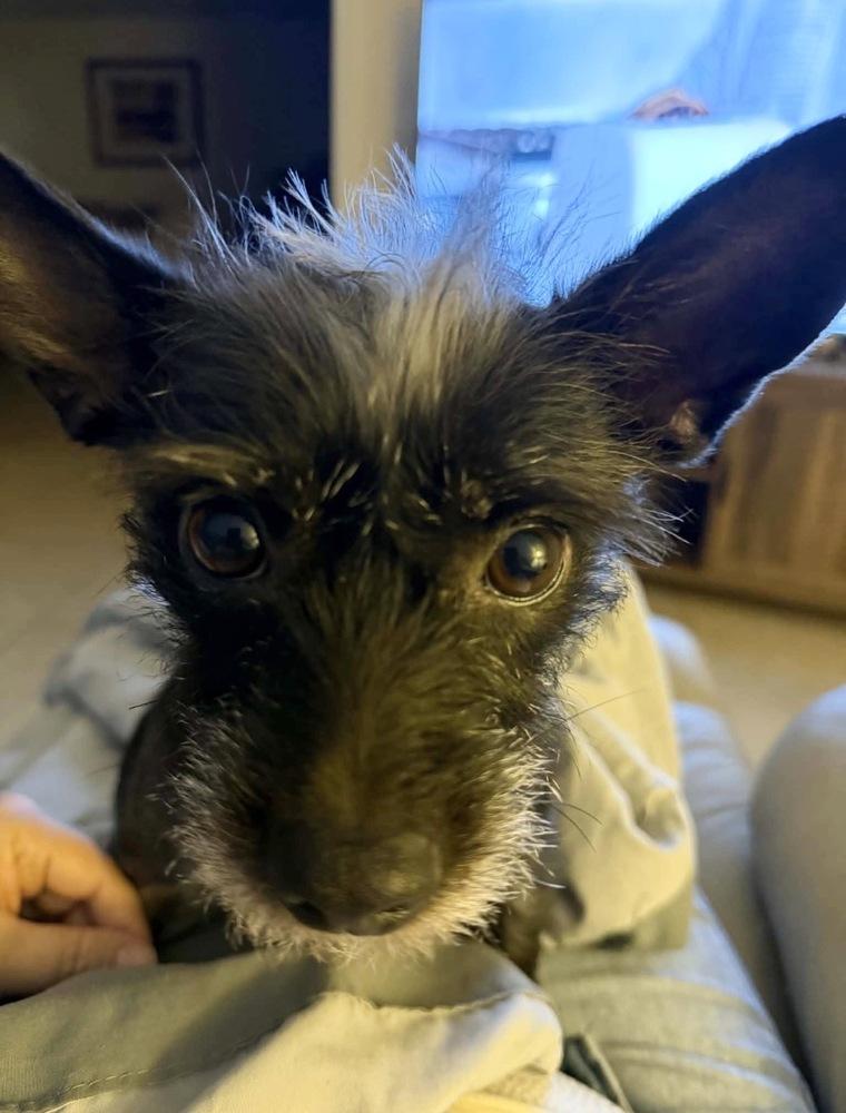 Lulu, a Adoptable mixed breed in St. Petersburg, FL image 2/5