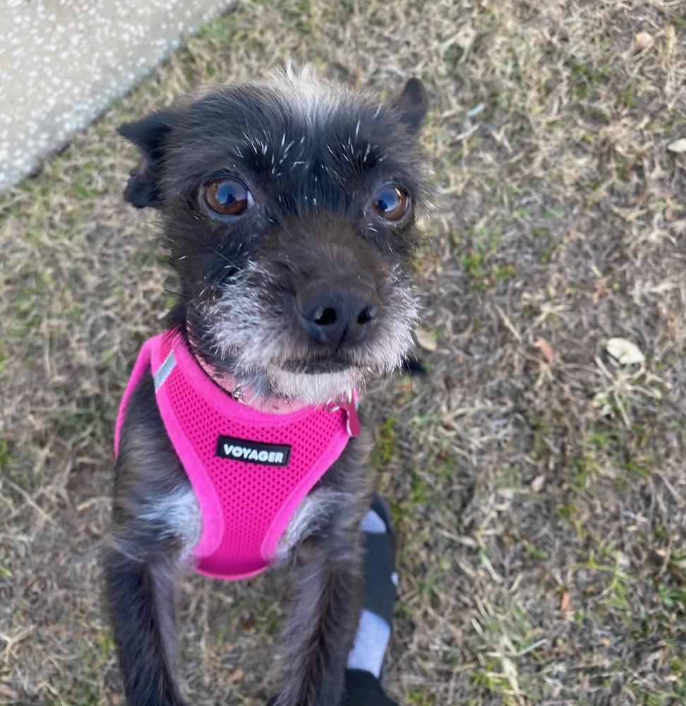 Lulu, a Adoptable mixed breed in St. Petersburg, FL image 4/5