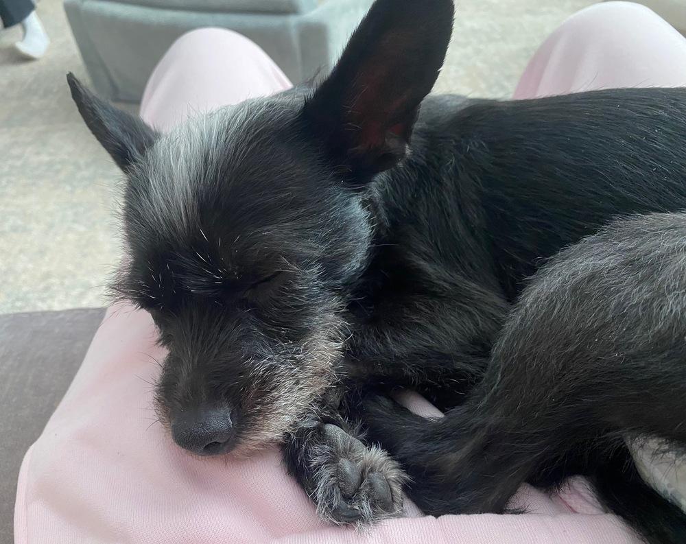 Lulu, a Adoptable mixed breed in St. Petersburg, FL image 5/5