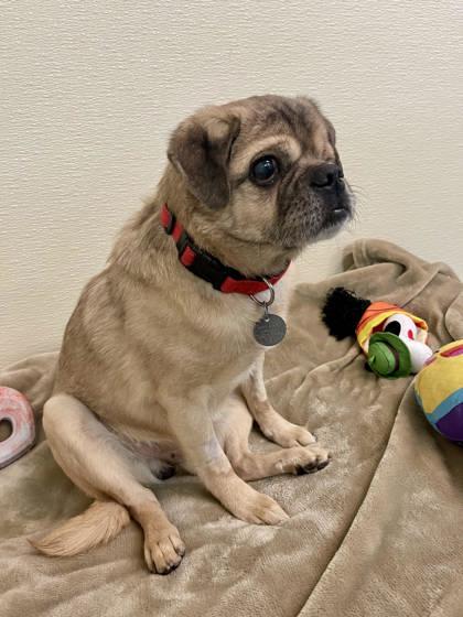 Captain, ADOPTABLE, Senior Male Pug.