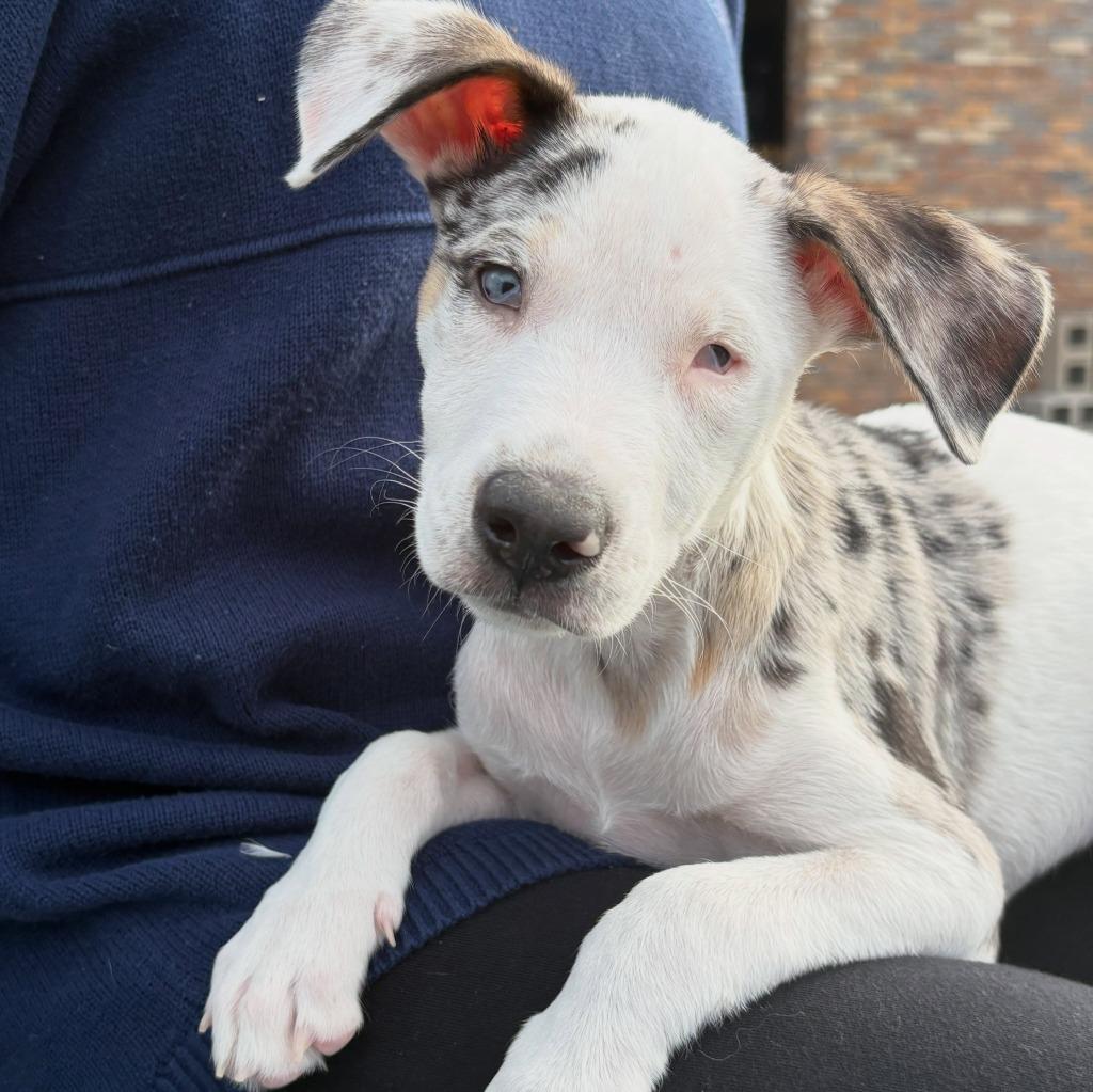 Libbie Rae, Adoptable, Puppy Female Mixed Breed.