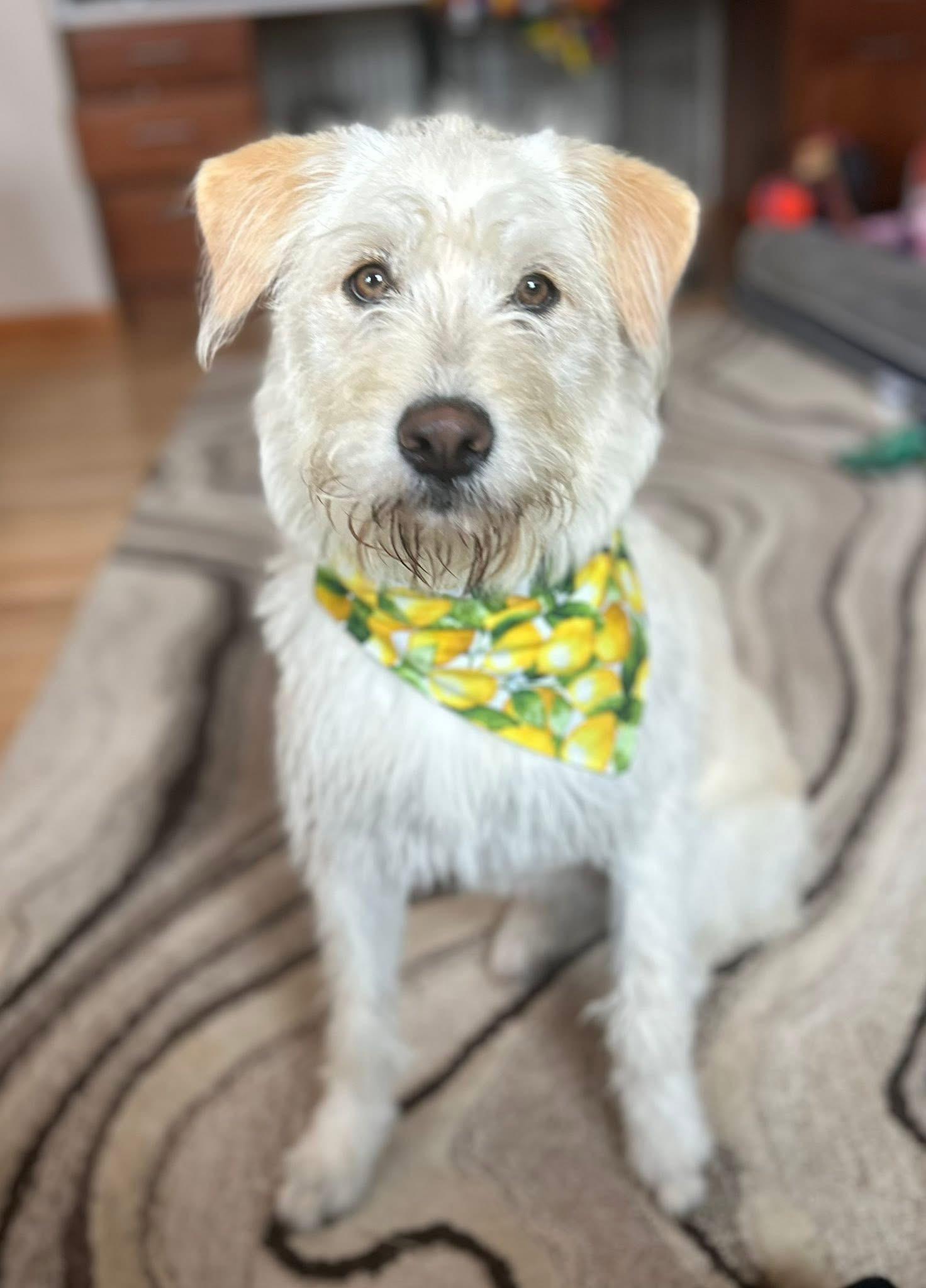 Enlarge Micah, a ADOPTABLE mixed breed in Royal Oak, MI image 3/4