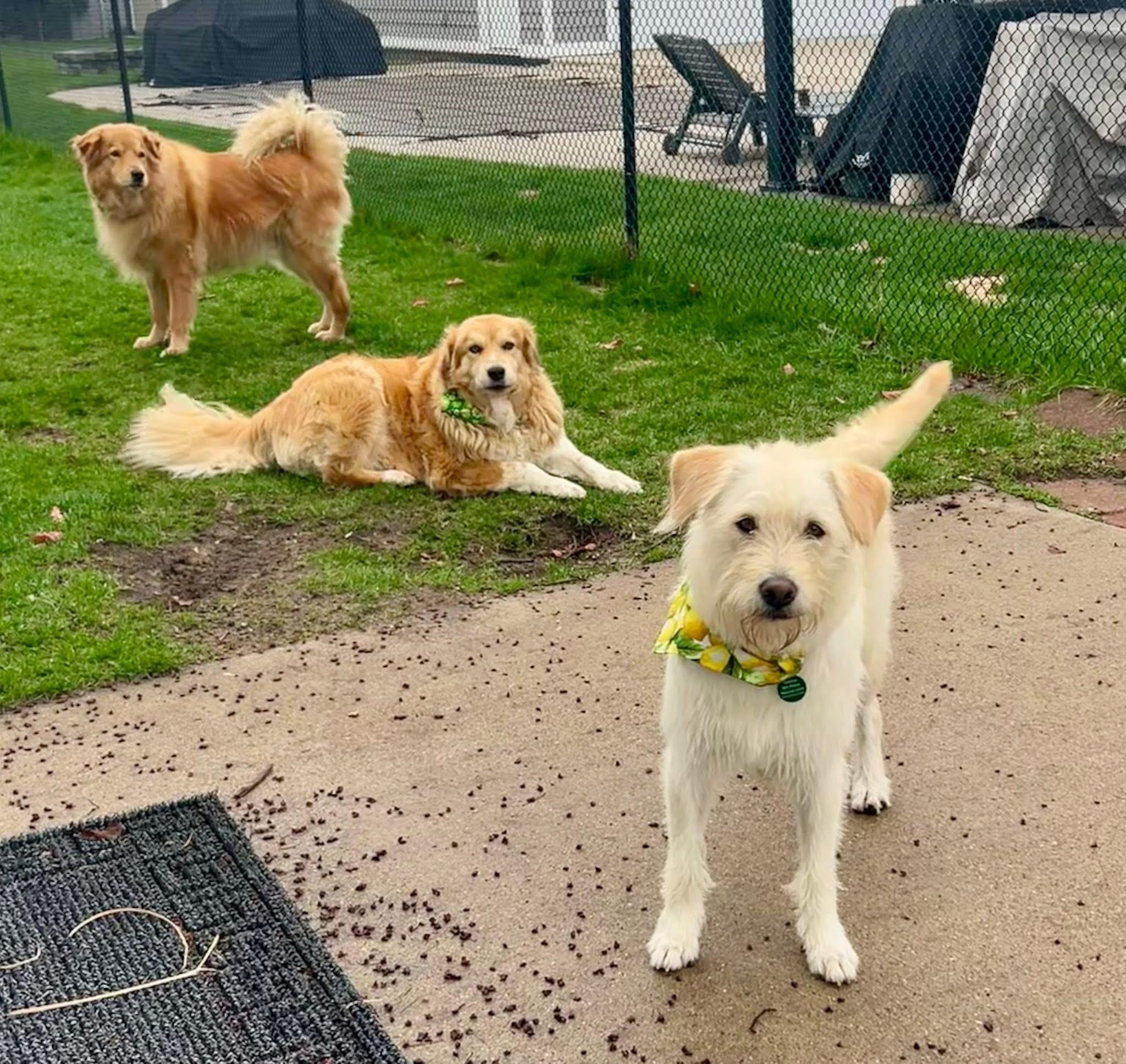 Enlarge Micah, a ADOPTABLE mixed breed in Royal Oak, MI image 4/4