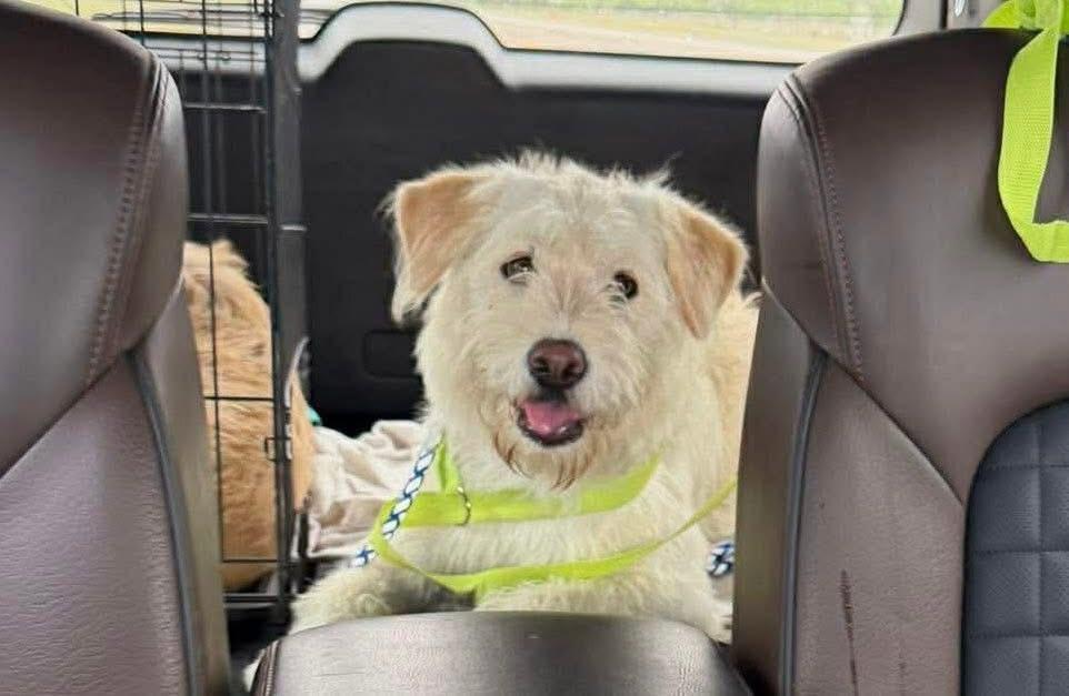 Enlarge Micah, a ADOPTABLE mixed breed in Royal Oak, MI image 2/4