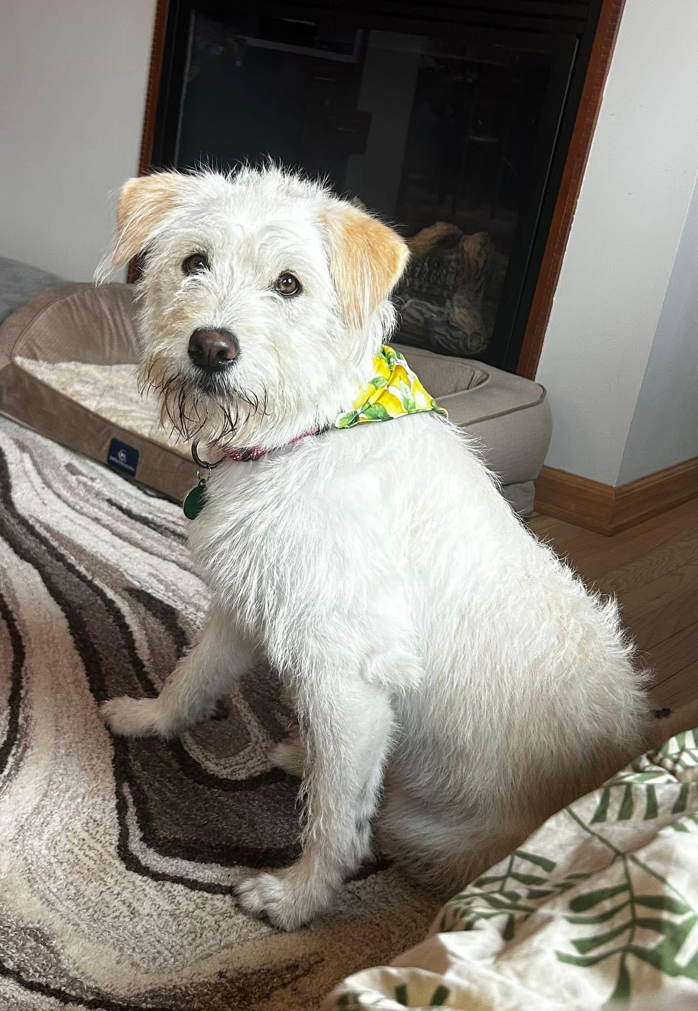 Micah, ADOPTABLE, Young Female Goldendoodle & Terrier.