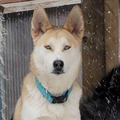 Riley, Adoptable, Adult Female Husky & German Shepherd Dog.