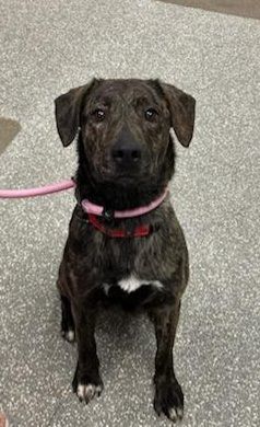 Breezy, a Adoptable mixed breed in Elmhurst, IL image 6/6